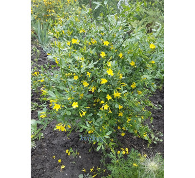 Жасмин чагарниковий (Jasminum fruticans)